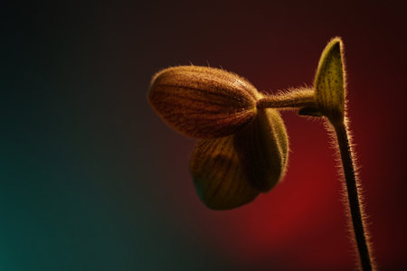 The orchids is Paphiopedilum at nursery in Thailand, Beautiful Paphiopedilum concolor hybrids on...