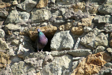 Pigeon in a wall of rocksの写真素材