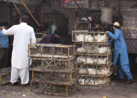 Old Delhi - February 2011 - A new batch of living chickens, the most important meat for Indians, is delivered to the butcher.のeditorial素材