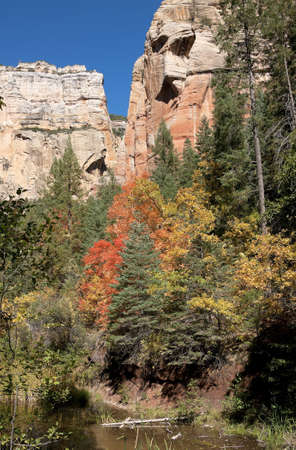 Multicolor trees against huge beige cliffs and under blue sky.の写真素材