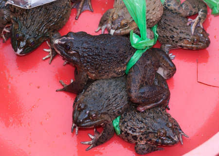 Vietnam Dong Hoi - thick fat living frogs for sale at market.の写真素材