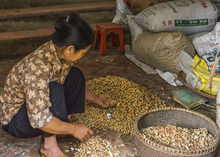 Vietnam Red River Delta - March 2012: Woman crushes and cleans peanuts in her shop.のeditorial素材