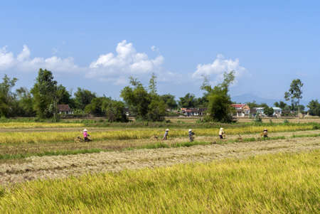 Central Vietnam - March 2012: Yellowish green rice field sprinkled with people in colorful dress against a blue sky.のeditorial素材
