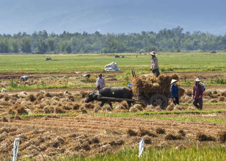 Central Vietnam - March 2012: farmers manually load straw on a cart against green and yellow background.のeditorial素材