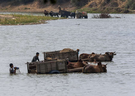 South Vietnam - March 2012: primitively winning sand out of the river with the help of buffalos.のeditorial素材