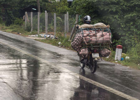 Beige-pink young pigs are stacked on top of each other in a small cage mounted on the back of a motorcycle, which speeds along the road in the rain.のeditorial素材