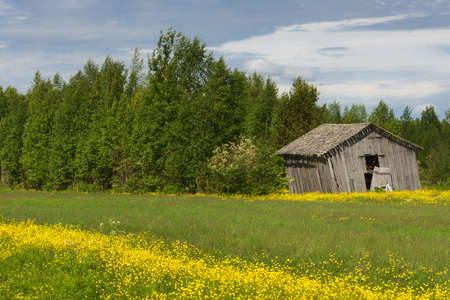A ribbon of yellow flowers cuts through the green grass in front of the barn set against green trees under blue skies.の写真素材