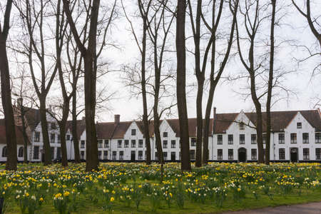 Beguinage of Bruges and daffodils in early spring 2014 の写真素材