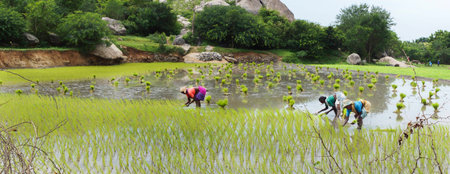 KUMBAKONAM, INDIA - OCTOBER 10, 2013: Three women in colorful sari plant rice in small paddy, captured in a wide scene.のeditorial素材