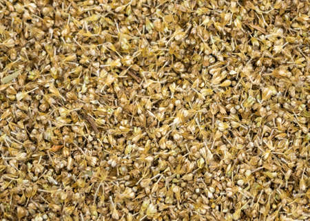 Close-up of unthreshed millet still in chaff, husks.の写真素材