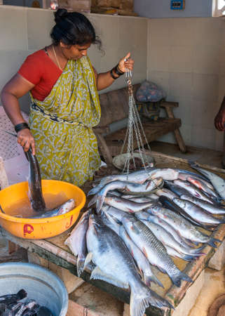 KUMBAKONAM, INDIA - OCTOBER 11, 2013: A woman sells and weighs fresh, large fish in a covered market near the river. Some flies sits on the fish.のeditorial素材