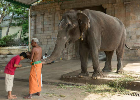 KUMBAKONAM, INDIA - OCTOBER 12, 2013: Mahout helps the elephant in her blessing ritual at Mahalingeswarar temple.. Young teenager receives the trunk of the elephant on his head. Graying Mahout with orange dhoti and bare chest.のeditorial素材