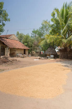 Chettinad, India - October 16, 2013: Near Namunasamudran, rice kernels are spread on the road to dry in the sun near a small farm and rice shed.のeditorial素材