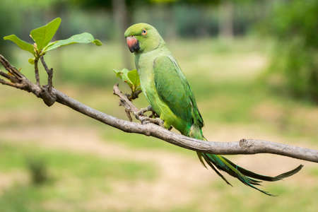 Dindigul, India - October 23, 2013: A green parrot is left out of its cage. Ambulant future telling merchants use the parrot to flip cards supposedly giving clues about the future of the client.のeditorial素材