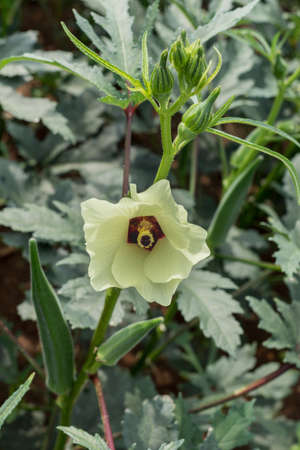 Dindigul, India - October 24, 2013: Closeup of one Okra flower on the plant with a few Ladyfingers or okra in development. Green is dominant, white flower with wine-red heart.のeditorial素材