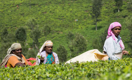 Nilgiri Hills, India - October 25, 2013: Three middle aged women with head gear pick tea leaves while half submerged in field of tea shrubs. Shades of green, colorful clothing.のeditorial素材