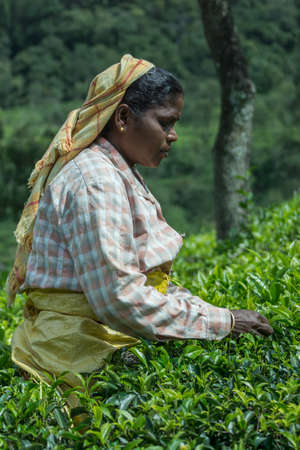 Nilgiri Hills, India - October 25, 2013: Side portrait of middle aged Hindu woman with yellow head gear picking tea leaves while half submerged in field of tea shrubs. Shades of green, stern look, checkered shirt.のeditorial素材