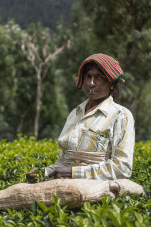 Nilgiri Hills, India - October 25, 2013: Portrait of middle aged woman with pink-green head gear picking tea leaves while half submerged in field of tea shrubs. Shades of green, checkered light shirt.のeditorial素材