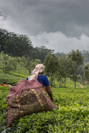 Nilgiri Hills, India - October 25, 2013: Woman with beige head gear picking tea leaves while half...