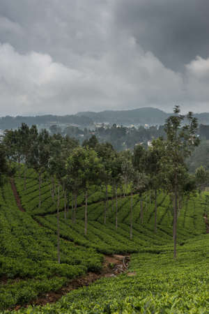Nilgiri Hills, India - October 25, 2013: Shot from up the hill shows tea plantation slopes with lone trees dispersed under a rainy sky. Rain falling at horizon. Shades of green. Houses in distance.のeditorial素材