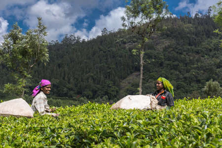 Nilgiri Hills, India - October 25, 2013: Two smiling women with colored head gear picking tea leaves while half submerged in field of tea shrubs. Shades of green. Clothing adds different colors. Blue sky.のeditorial素材