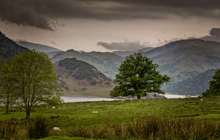 Lake District, England - May 30, 2012: Green tree stands alone in meadow with sheep. Background of rounded, green and brown mountains with silver lakes. Threatening dark brown skies predict rain.の写真素材