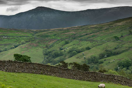 Lake District, England - May 30, 2012: Wide landscape shot under brown and white cloudy skies shows green meadows, a stone wall and a sheep in the foreground. Mountains and green slopes.のeditorial素材