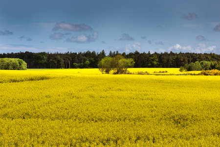 Inverness, Scotland - June 2, 2012: Field colors bright yellow with crop of rapeseed in bloom....