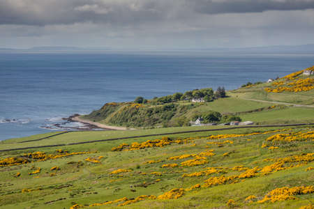 Green coastline with wild yellow broom flowers on the meadows above the cliffs. A couple of small...