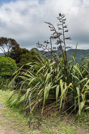 Auckland, New Zealand - March 2, 2017: the sturdy Harakeke plant shows stems with seed husks under heave cloudscape. Other names are New Zealand Flax and Phormium tenax. Green forest environment.のeditorial素材