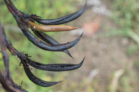 Auckland, New Zealand - March 2, 2017: Closeup of the sturdy Harakeke plant stems with seed husks. Other names are New Zealand Flax and Phormium tenax.のeditorial素材