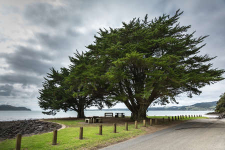 Auckland, New Zealand - March 2, 2017: Two tall green windswept trees at the shoreline of Whatipu Point on Huia Bay under heavy cloudy sky. Entrance to Tasman Sea in back. Road and lawn in front.のeditorial素材