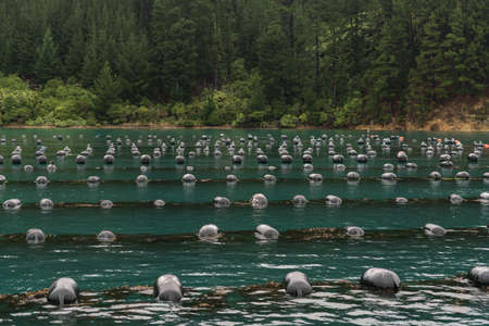 Picton, New Zealand - March 12, 2017: Close shot of hundred floaters holding strings with growing mussels in Hitaua Bay. Green forested mountain background.の写真素材