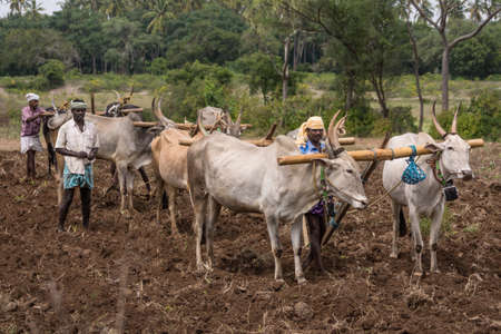 South Karnataka, India - October 26, 2013: Closeup of three buffalo-couples plowing each with only one ploughshare. Their handlers present. Brown dirt, green vegetation in back.のeditorial素材