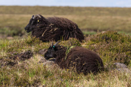 Assynt Peninsula, Scotland - June 7, 2012: Closeup of two black Welsh Mountain sheep which lie in the dry vegetation on the heighs of Brae of Achnahaird.の写真素材