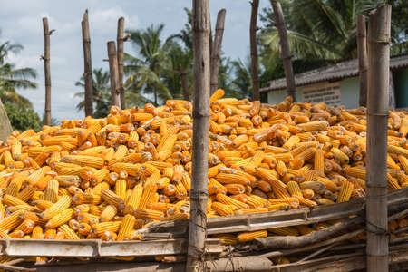 Belathur, India - October 28, 2013: Closeup of heap, held in bamboo enclosure, of freshly harvested and peeled, ripe yellow-orange corn cobs. Bluish sky and palm trees in back.の写真素材