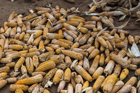 Belathur, India - October 28, 2013: Closeup of heap of damaged and rotten, brown-white-yellow corn cobs dumped on dark brown farm dirt.の写真素材