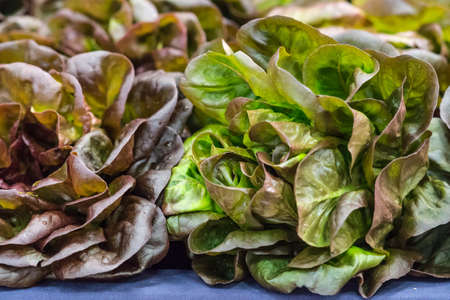 Sydney, Australia - March 25, 2017: Closeup of two freshly harvested green-red lettuce heads on...