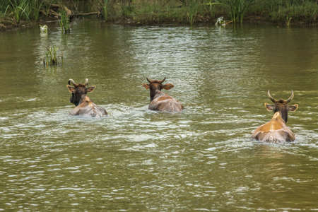 View on Kaveri River across from Dubare Elephant Camp. Three brown cows swim in green water to islet. Only head and back above water. Green shore line.の写真素材