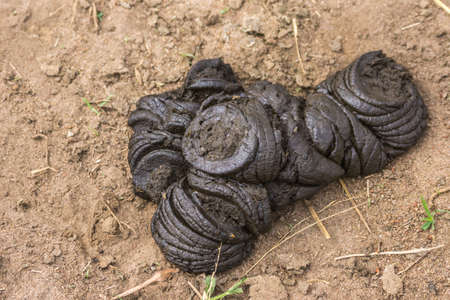 Coorg, India - October 29, 2013: Dubare Elephant Camp. Closeup of Heap of dark brown elephant dung on pale brown dirt.の写真素材