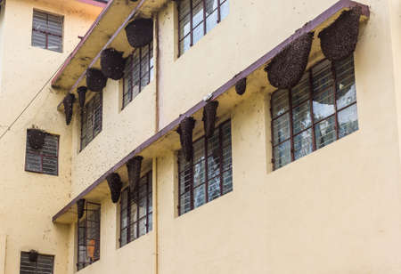 Coorg, India - October 29, 2013: Many dark brown large beehives on beige facade of monk and nun quarters at Namdroling Buddhist Monastery.のeditorial素材