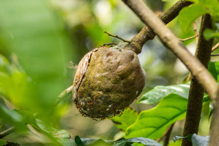 Siddapura, India - October 30, 2013: Red fire ants crawling over nest in tree of coffee plantation....