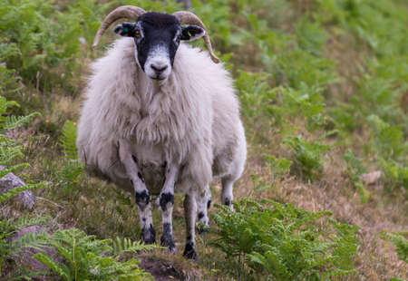 Melvaig, Scotland - One black head sheep on green slope with gray rocks looks at camera.の写真素材