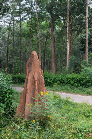 Red-brown tall ant hill set in dense green forest.
