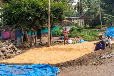 Belathur, Karnataka, India - November 1, 2013: Farm workers stand and sit on yellow bed of drying...