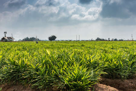 Belathur, Karnataka, India - November 1, 2013: Wide shot of intense green ginger field under cloudy...