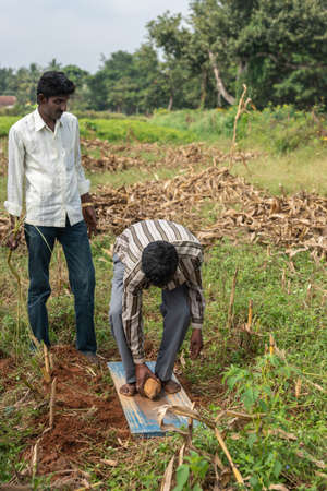 Belathur, Karnataka, India - November 1, 2013:  Field of green and browns. Head of driller lies coconut on spot pointed out by water witcher, who stands by with straw in hand.のeditorial素材