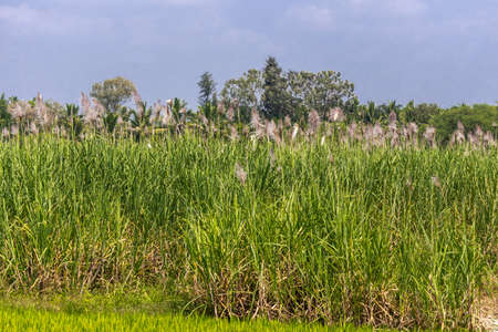 Chikkavoddaragudi, Karnataka, India - November 1, 2013: Green field of blooming sugar cane under light blue sky.のeditorial素材
