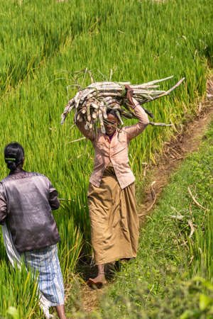Chikkavoddaragudi, Karnataka, India - November 1, 2013: Womand walking along green rice paddy carries harvested bundle of sugar cane stalks on her head. Other woman in photo.のeditorial素材