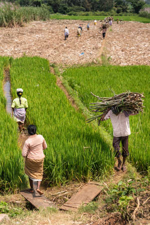 Chikkavoddaragudi, Karnataka, India - November 1, 2013: Man and woman walking through green rice paddy. Man carries harvested bundle of sugar cane stalks on heads. Women walk back for more.のeditorial素材